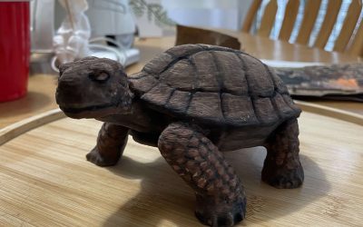 Tuuuurtle.